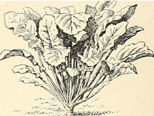 herb3